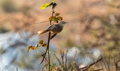 Zitting Cisticola in natural habitat