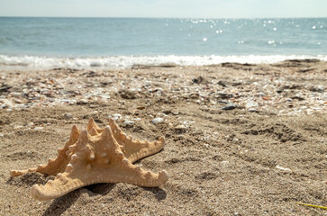 Fototapeta na wymiar A large starfish on the beach on a sunny day. Sea background.