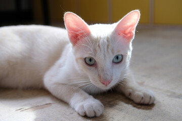 A cute white cat, a native breed that is popular in common people's homes.