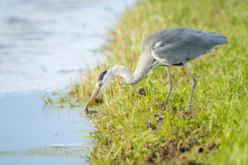Grey heron, Ardea cinerea, waterfowl hunting in wetland