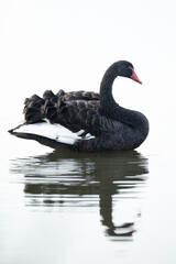 Naklejka premium Black swan, Cygnus atratus, posing and preening