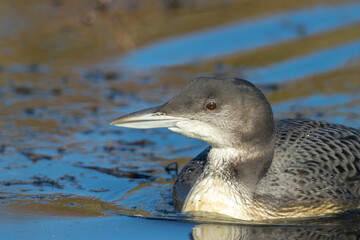 Common loon, Gavia immer, swimming