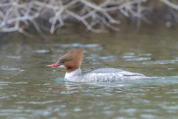 The common merganser or goosander female, Mergus merganser, swimming