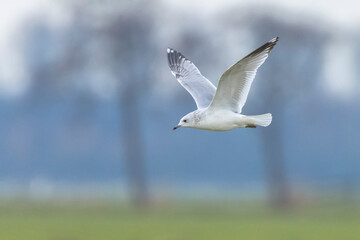 The common gull, mew gull or sea mew, Larus canus.