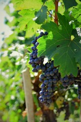 grapes on vine