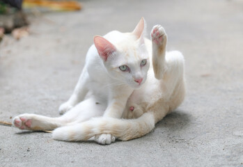 A cute white cat, a native breed that is popular in common people's homes.