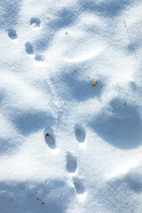 Fototapeta premium Animal footprints in snow, cold winter hunting concept