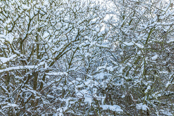 Winter landscape forest, branches covered with snow
