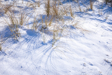 Snowy and ice winter landscape at the Amsterdamse Waterleidingduinen