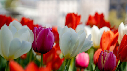 Fototapeta premium Tulips