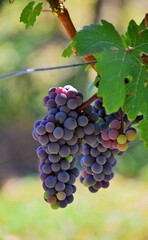 Fototapeta premium red grapes on vine