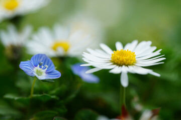 White Flower Daisy