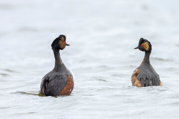 Black-necked grebe couple, podiceps nigricollis, courtship ritual