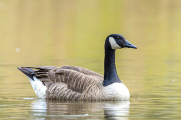 Canadian goose Branta canadensis close up