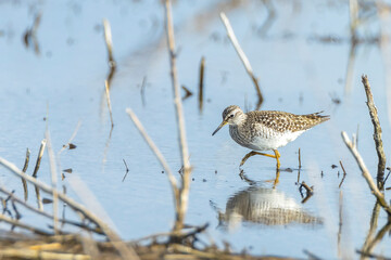 wood sandpiper, Tringa glareola, bird foraging