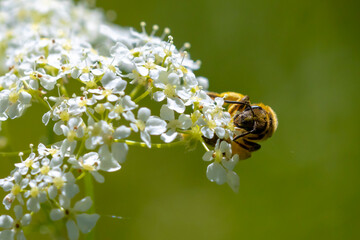 Lasioglossum calceatum, a Palearctic species of sweat bee