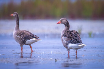 Greylag goose Anser Anser washing