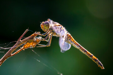 Common Darter Sympetrum striolatum female