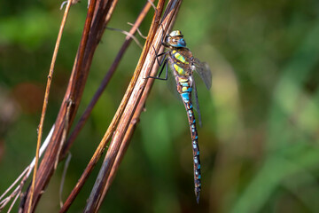 Closeup of a migrant hawker Aeshna mixta resting under leaves in a tree