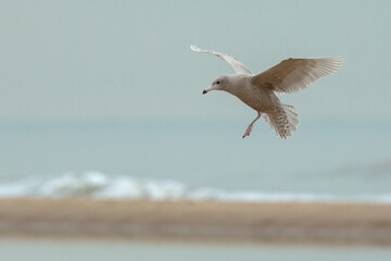 glaucous gull Larus hyperboreus