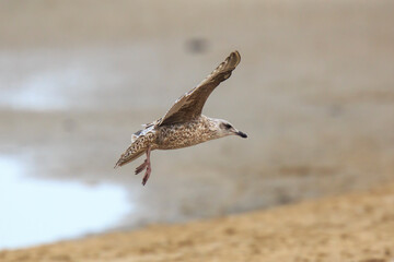 European herring gull, Larus argentatus, foraging