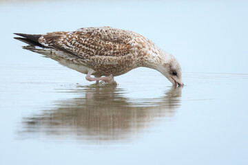 European herring gull, Larus argentatus, foraging