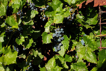 Grapes in vineyard, Isabella wine grapes