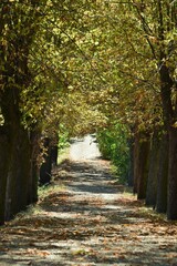 path in autumn forest