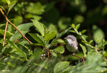 Common Whitethroat(Sylvia communis) among branches