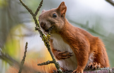 Eurasian Red Squirrel sitting on branch in summer