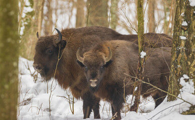 European Bison(Bison bonasus) in wintertime forest