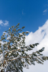 Pine crown in winter. Green branches with snow drifts. Background - clouds and blue sky.
