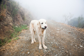 White dog walking in nature with fog