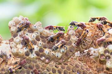 wasp and wasp nest in nature