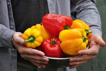 Red and yellow bell peppers. Male hands of a farmer with pepper. holding bell pepper, pepper. Farmer. Organic, farm-grown vegetables. Organic gardening.