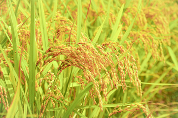 稲穂