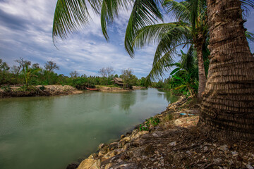 Natural background of coconut trees planted by the river, providing shade and edible fruit.