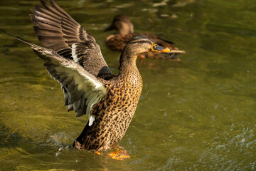 Ente beim Wasser planschen