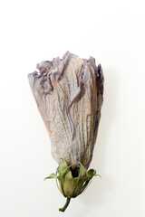 dried hibiscus flower with ageless lint