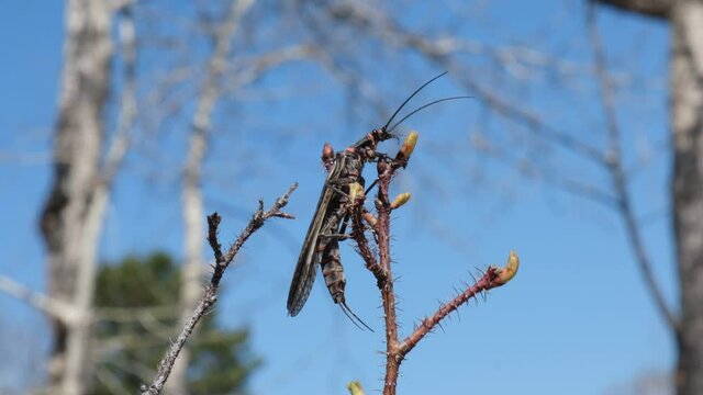 Plecoptera (Perla marginata) commonly known as stoneflies, on a rosehip branch close up, springtime, Eastern Siberia