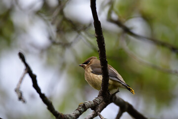 immature cedar waxwing bird  