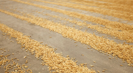 Pile of paddy rice and rice seed on the floor. 