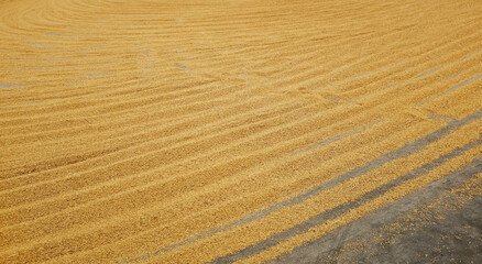 Pile of paddy rice and rice seed on the floor. 