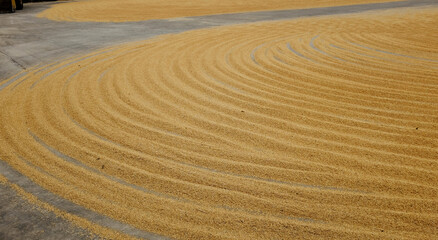 Naklejka premium Pile of paddy rice and rice seed on the floor. 