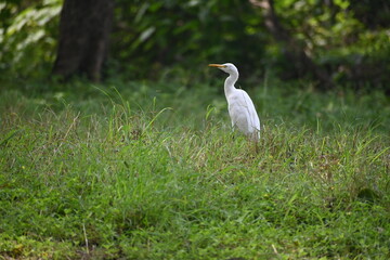 a egret roaming in monsoon 