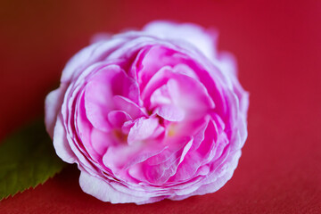 Beautiful pink flower of rosebud on a red background. Flat lay with copy space for the wedding, birthday, party or other celebration.