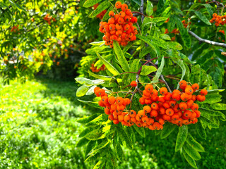 Bunches of ripe mountain ash on a branch. Orange berries. 