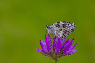 Marble White Butterfly-Melanargia galathea, wonderful pose on the purple flower
