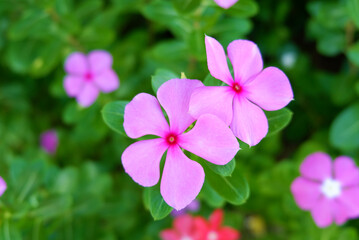 Pink flower periwinkle, catharanthus roseus, In full bloom in  forest among green Leave Blur background ,selective focus point.
