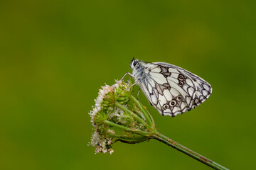 Marbled White Butterfly - Melanargia galathea, The winged pose in green leaves is wonderful
